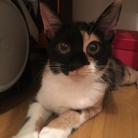 メイ