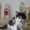 セミロングの黒白くん サムネイル5