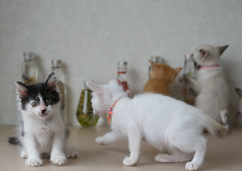 セミロングの黒白くん サムネイル7