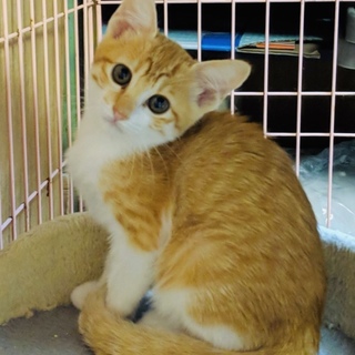 里親様決定！お目目まんまるで愛らしい子猫