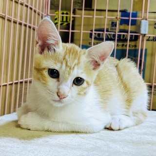 優しい瞳のかわいい茶白子猫ちゃん