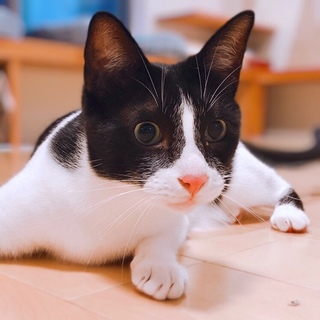 甘えん坊な黒白の男の子！秋音(しゅうと)くん