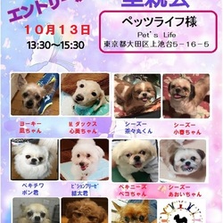 ☆★☆里親様譲渡会☆★☆　幸せ探してペットショップへ行く前に！ サムネイル1