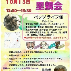 ☆★☆里親様譲渡会☆★☆　幸せ探してペットショップへ行く前に！ サムネイル2