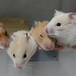 ☆ハムスター里親募集☆