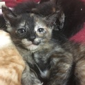 生後1ヶ月のタレ目サビ猫ちゃんです。