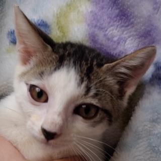 2ヶ月のキジシロの子猫●男の子