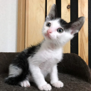 前髪真ん中分け人気の白黒★可愛い顔のロイ