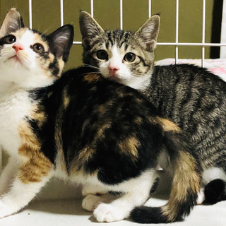 可愛い盛りの姉妹ねこ