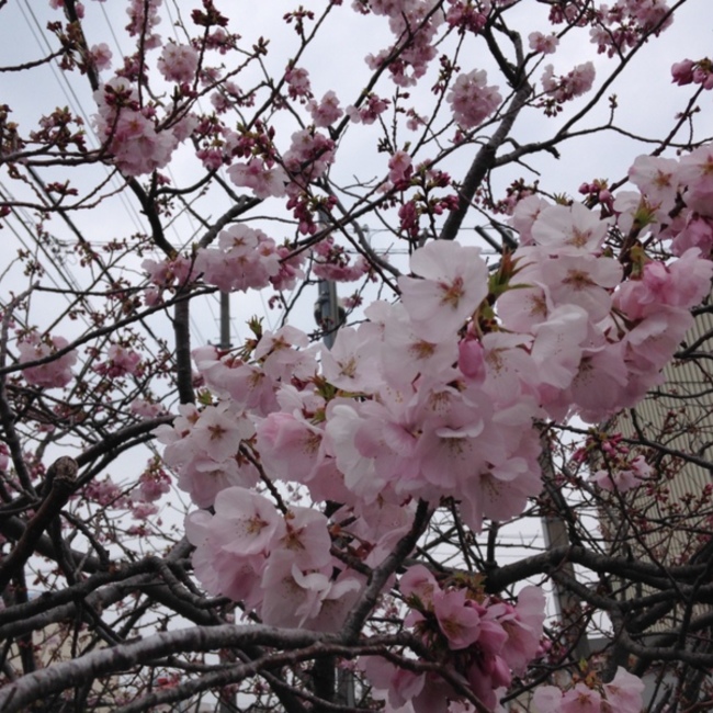 SHIN０BUのカバー写真