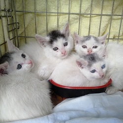 【開催】ねこねこ里親会 in 四谷（新宿）