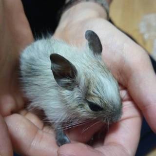 9月8日生まれデグー赤ちゃん