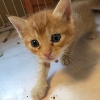 生後1〜2ヶ月の可愛い茶トラの仔猫ちゃん♡