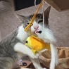 の写真