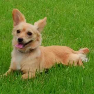 チワックス♂１歳