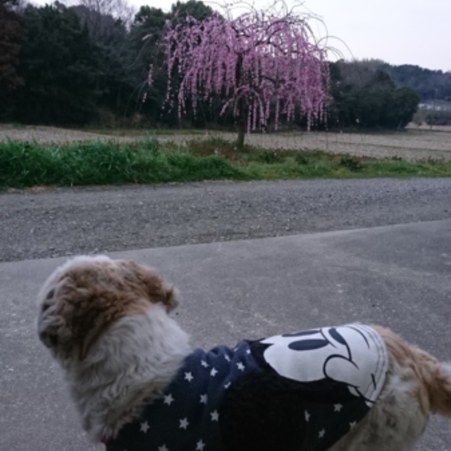 平吉のカバー写真