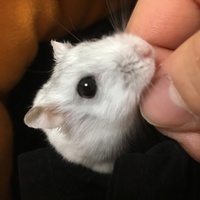 ちびすけ