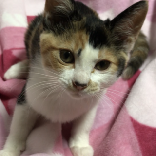 人馴れ抜群！2ヶ月半の三毛猫！！