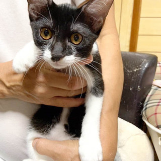 人懐っこい白黒のんくん♪