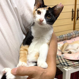 テレビ遊びが好きな三毛猫ななちゃん♪