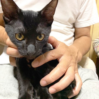 元気いっぱいの黒猫とうまくん♪