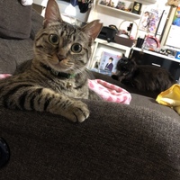 ララ