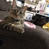 ララ