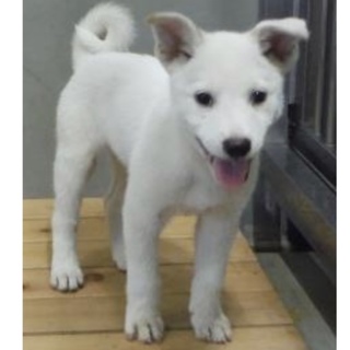 里親様に迎えられました。子犬♂228