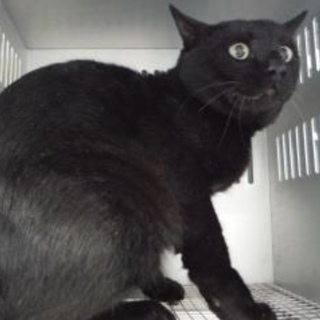 団体様より引出し。成猫 231