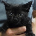 里親様に迎えられました。子猫♂232
