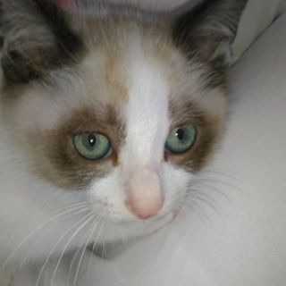 試しに募集してみます❗好条件の方のみ譲渡へ⁉