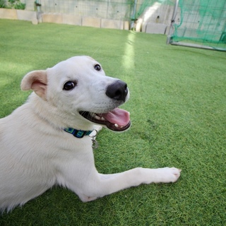 白くて美しい美少年 性格◎見た目◎他犬◎