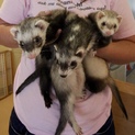 フェレット３兄妹