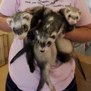 フェレット３兄妹