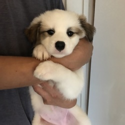 13日開催決定！　東京・恵比寿　『KF里親会』