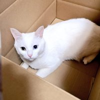 ましゅ