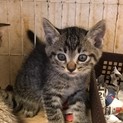 生後2ヶ月★可愛いキジトラの仔猫ちゃん♡