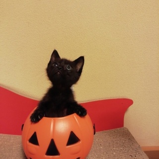 可愛い黒猫赤ちゃん