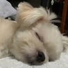 おまめしゃん