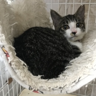 ボブテイルと言うか…おひげの美仔猫
