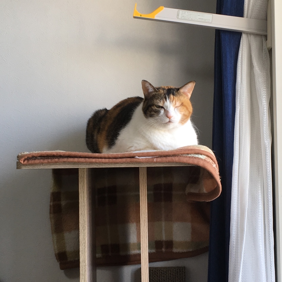 アリのカバー写真