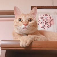 ティガー