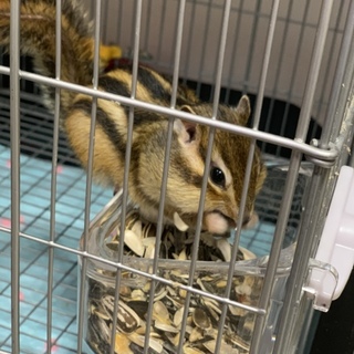 リス 愛知県が募集対象 小動物の里親募集情報 ペットのおうち 月間利用者150万人