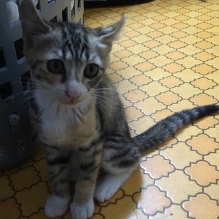 三毛カール♀　生後2ヶ月