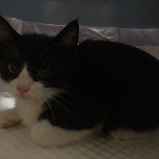 猫を嫌がる住人が殆どのアパートの敷地で産まれた子