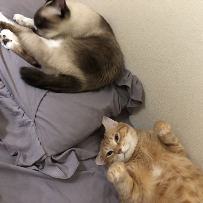 hoo02のカバー写真