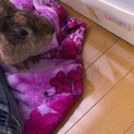 ミニウサギ2歳メス