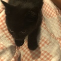 保護猫！メス黒猫ちゃん