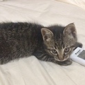 ★美形★ひとなつっこい子ねこちゃん