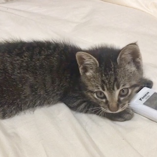 ★美形★ひとなつっこい子ねこちゃん